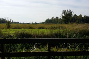 Visiting North Norfolk - Sculthorpe Moor