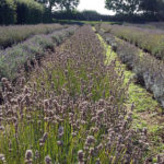 Visiting North Norfolk - Norfolk Lavender