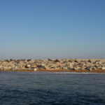 Visiting North Norfolk - Blakeney Seals