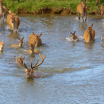 Visiting North Norfolk - Snettisham Deer Park