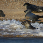 Visiting North Norfolk - Blakeney Seals