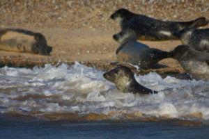 Visiting North Norfolk - Blakeney Seals