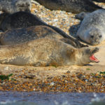 Visiting North Norfolk - Blakeney Seals