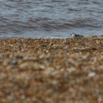 Visiting North Norfolk - Snettisham