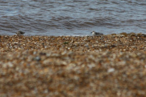Visiting North Norfolk - Snettisham
