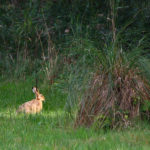 Visiting North Norfolk - Sculthorpe Moor