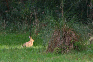 Visiting North Norfolk - Sculthorpe Moor